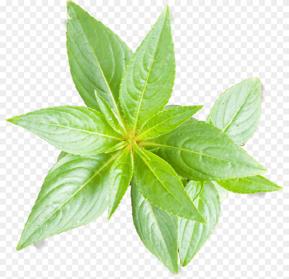 Peace Naturals Project Cannabis Plant Growth Stages, Herbal, Herbs, Leaf, Mint Free Transparent Png