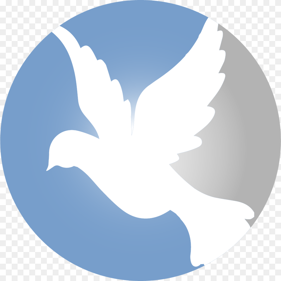 Peace Pigeon, Animal, Bird, Dove Png
