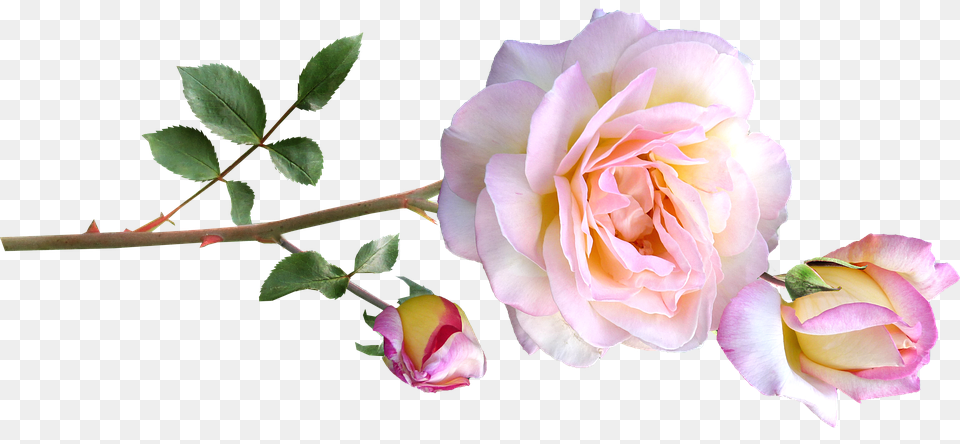 Peace Rose Flower, Plant, Petal Free Png Download
