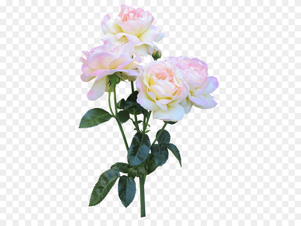 Peace Rose Flower, Plant, Flower Arrangement, Flower Bouquet Free Png