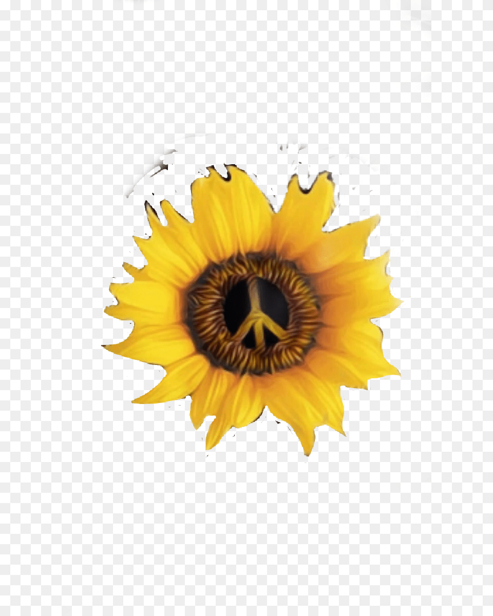 Peaceflower Peace Flower Hippie Sunflower, Plant, Petal, Person, Invertebrate Png