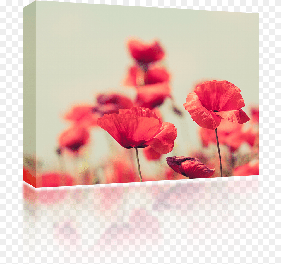 Peaceful Backgrounds With Flowers, Flower, Geranium, Petal, Plant Free Transparent Png