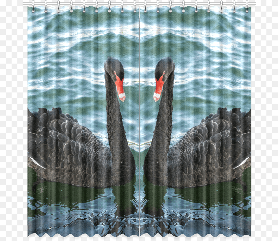 Peaceful Black Swan Window Curtain 52 X108 Black Swan, Animal, Beak, Bird, Waterfowl Free Png Download