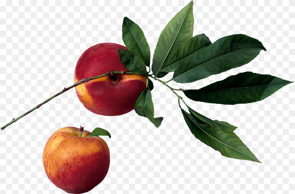 Peach, Apple, Food, Fruit, Plant Free Transparent Png
