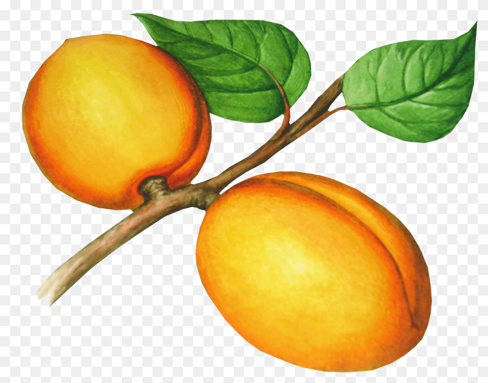 Peach, Food, Fruit, Plant, Produce Png Image