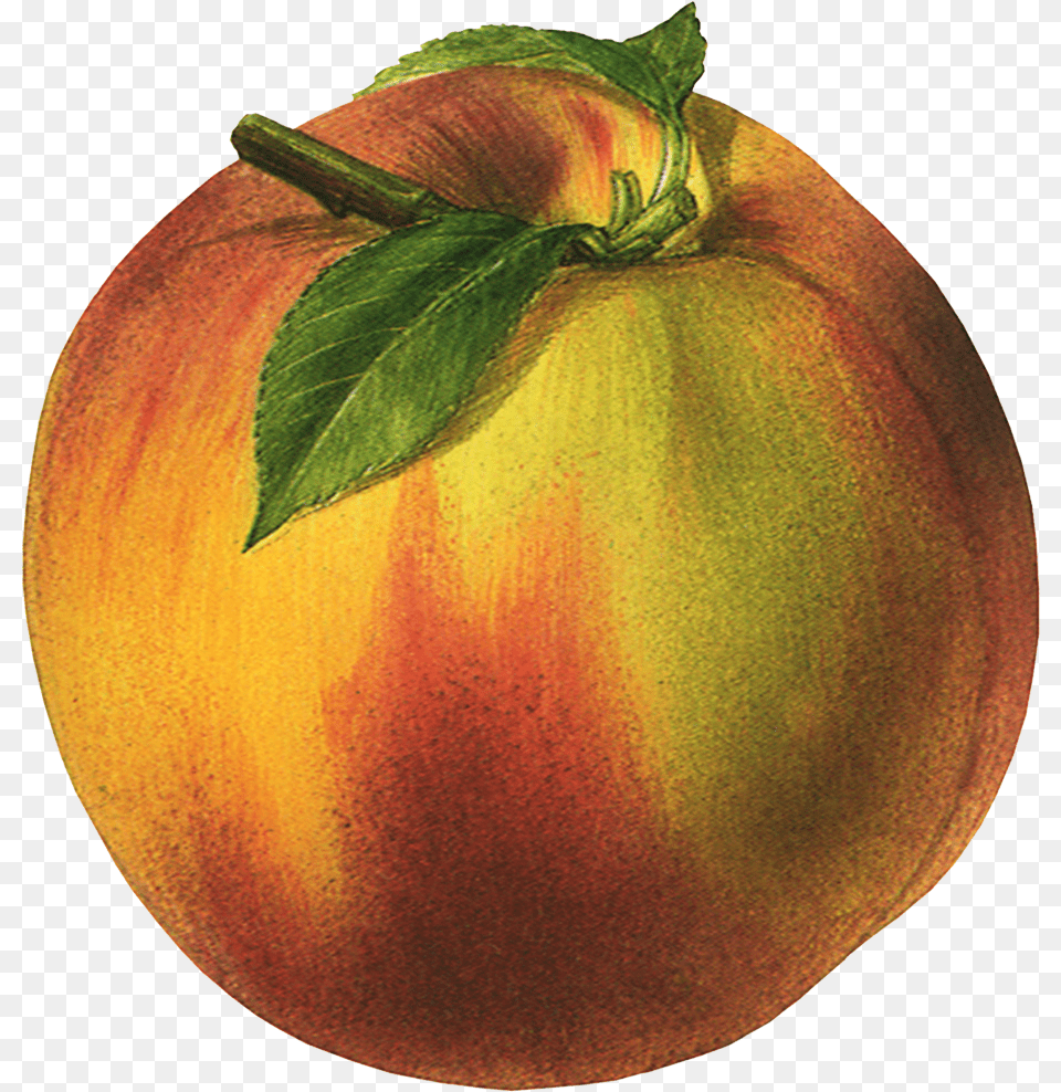 Peach, Food, Fruit, Plant, Produce Free Png Download