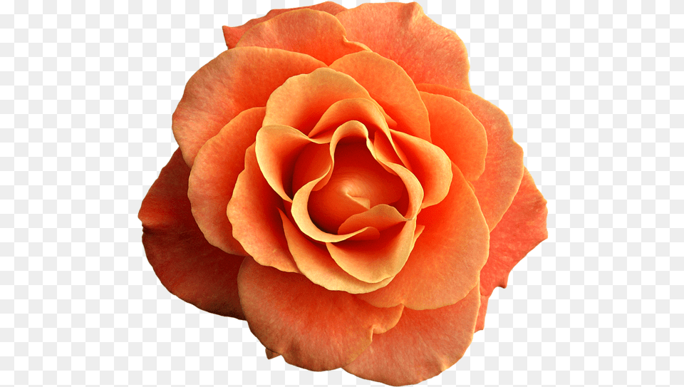 Peach Aesthetic Flower, Petal, Plant, Rose Free Png