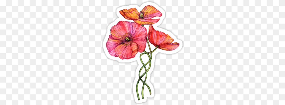 Peach Amp Pink Poppy Tangle By Micklyn Thinking Of You Anniversary Of The Loss, Flower, Plant, Anther, Petal Png Image