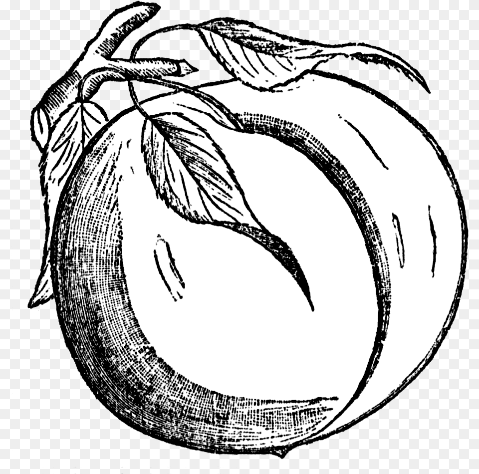 Peach Black And White Drawing Clip Art Black And White Clipart Peach, Food, Fruit, Plant, Produce Free Transparent Png