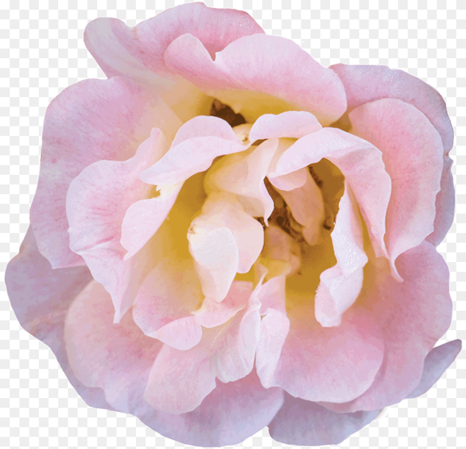 Peach Bloom Floribunda, Flower, Petal, Plant, Rose Png Image