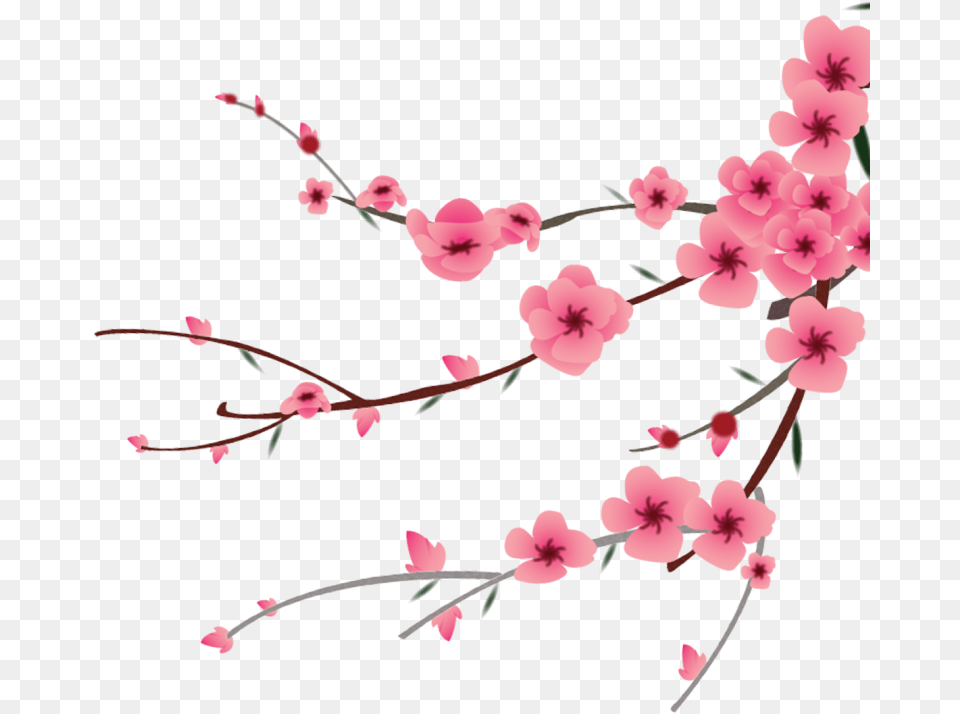 Peach Blossom Flower Clipart, Plant, Cherry Blossom Png