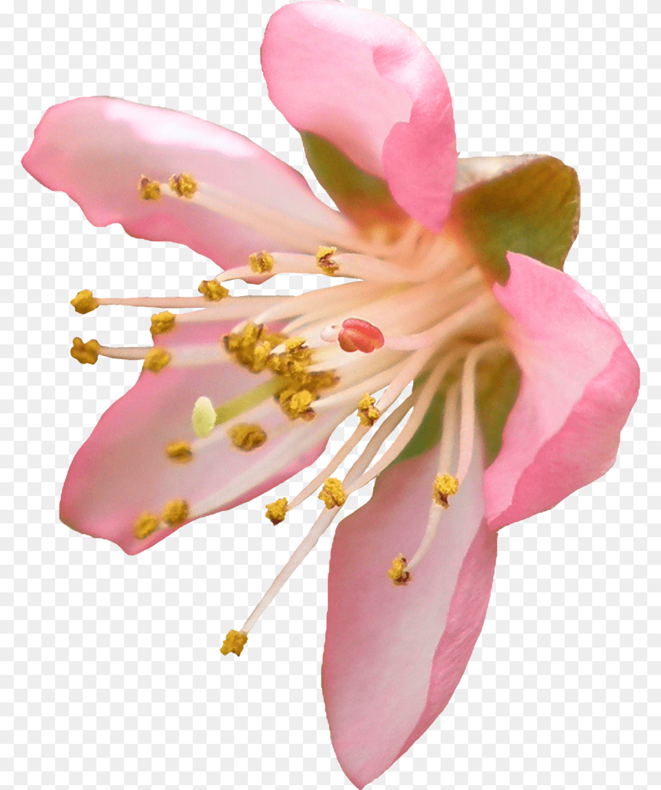 Peach Blossom Image Flower Cherry Blossom Transparent Background, Anther, Petal, Plant, Pollen Free Png Download