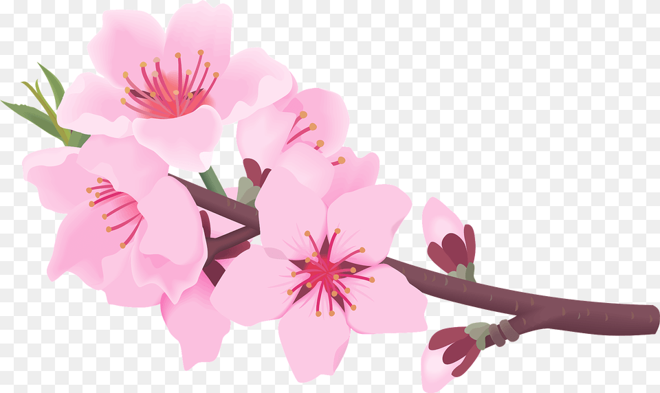 Peach Blossoms Clipart, Flower, Plant, Cherry Blossom Free Png