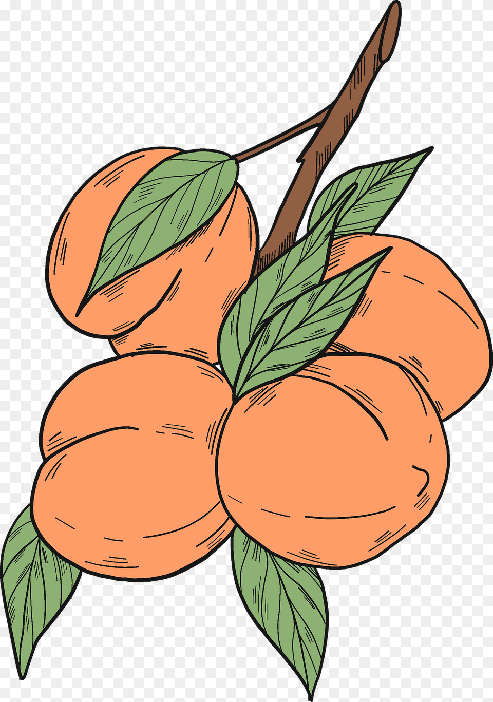 Peach Branch Clipart, Food, Fruit, Plant, Produce Free Png Download