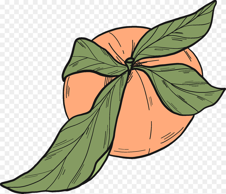 Peach Clipart, Food, Fruit, Leaf, Plant Png Image