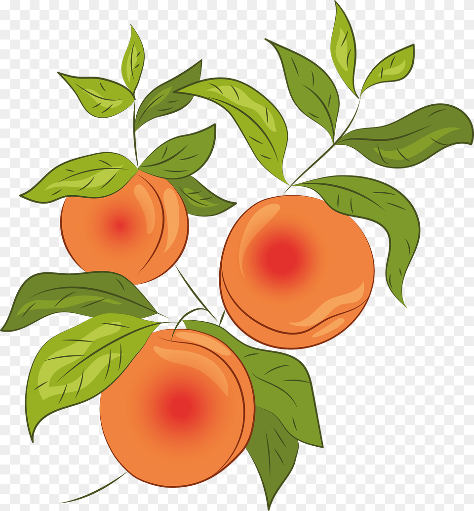 Peach Clipart, Food, Fruit, Plant, Produce Png