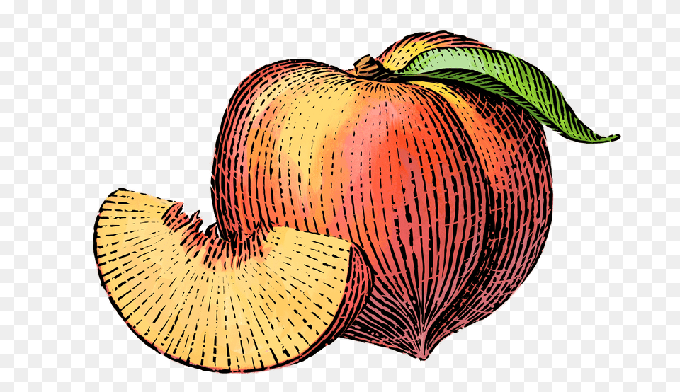 Peach Clipart Simple Fruit Png Image