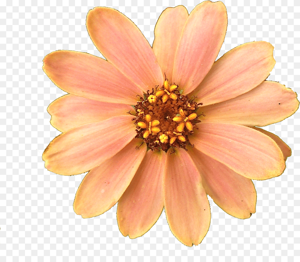 Peach Flower, Dahlia, Daisy, Petal, Plant Free Transparent Png