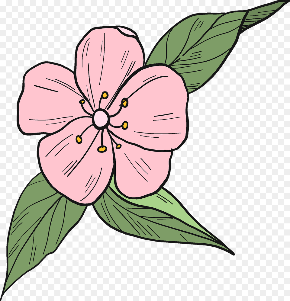 Peach Flower Clipart, Plant, Baby, Person, Face Png