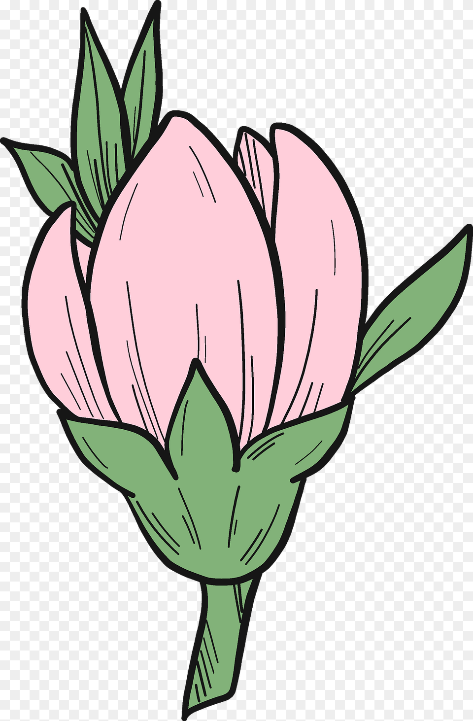 Peach Flower Clipart, Plant, Art, Petal, Baby Free Transparent Png