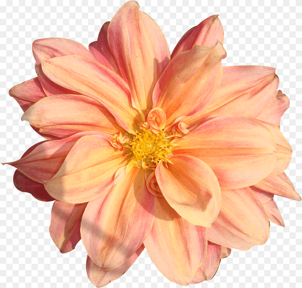 Peach Flower Clipart Real Flower Flower, Dahlia, Plant, Petal Free Transparent Png