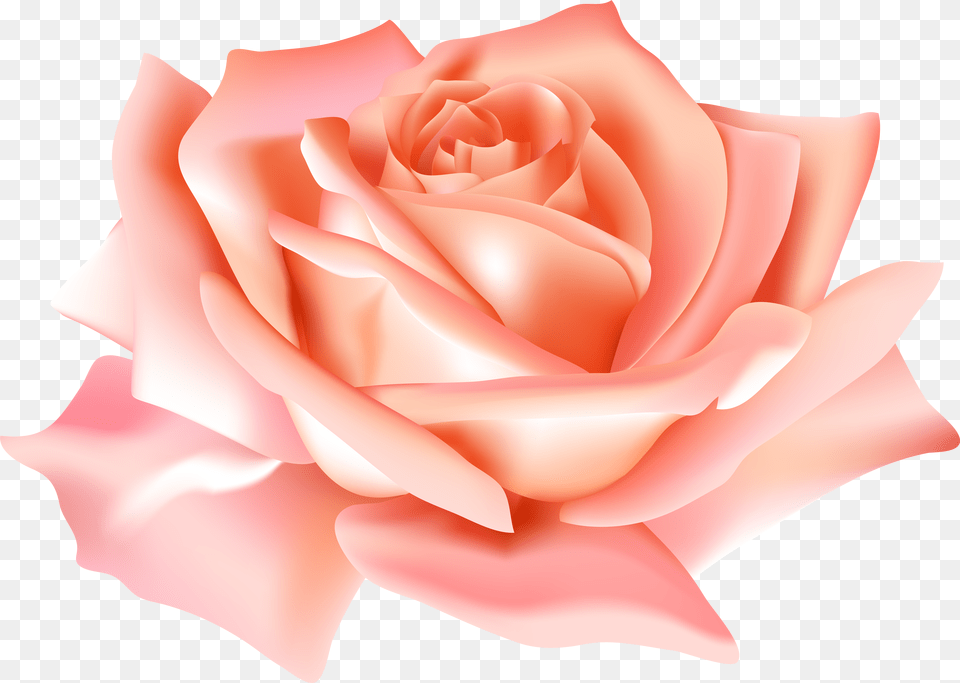 Peach Flowers Blue Rose Transparent Free Png