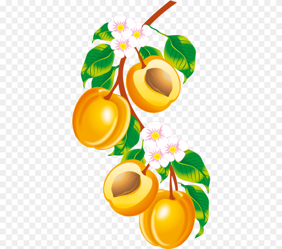 Peach Fruit Clip Art Illustrations Pictures Peach Border Clip Art, Food, Plant, Produce, Apricot Png Image