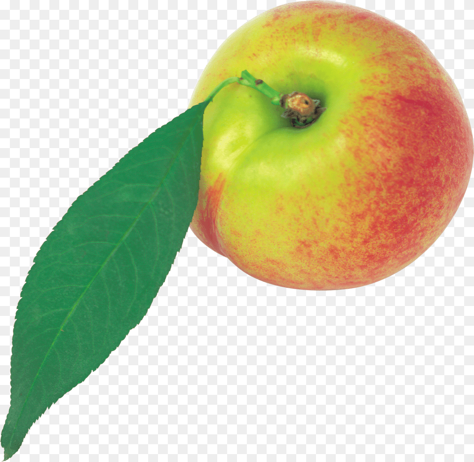 Peach Peach Pictures Png Image