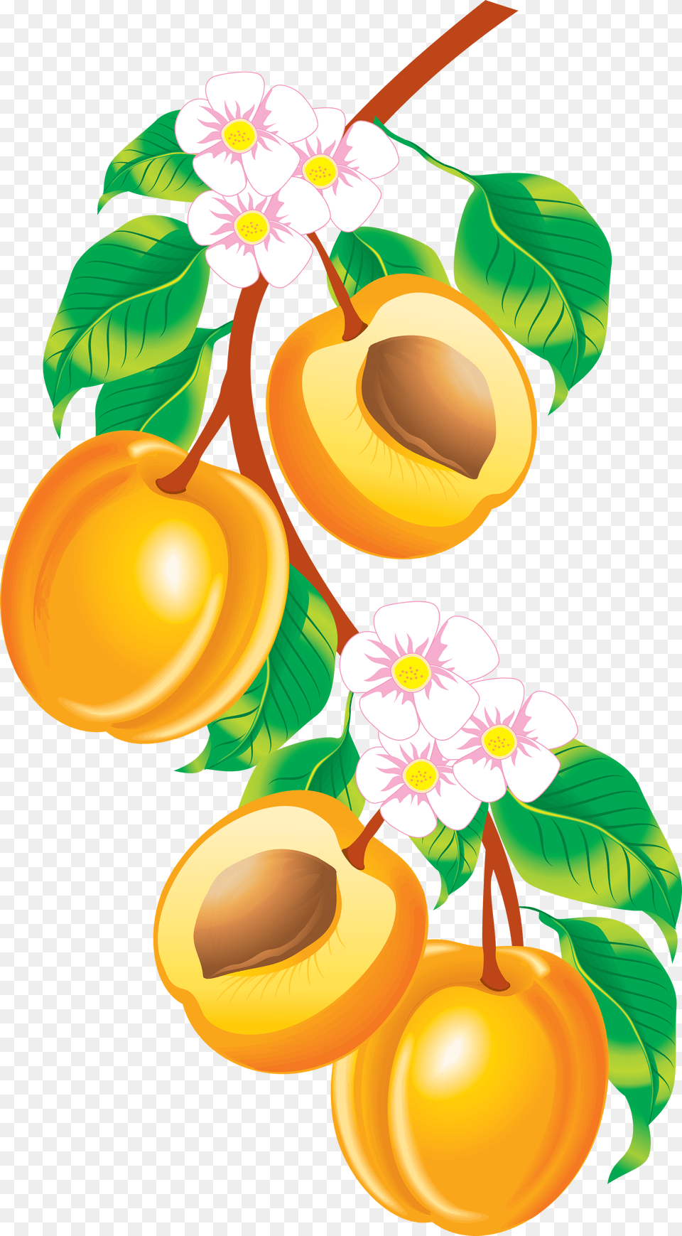 Peach Images Peaches Clipart, Food, Fruit, Plant, Produce Free Png