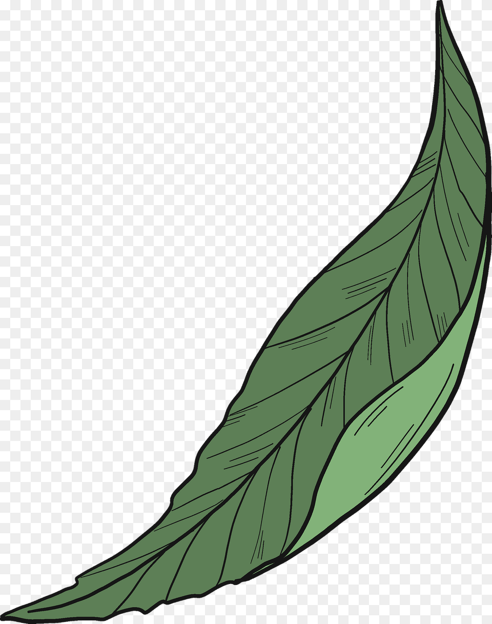 Peach Leaf Clipart, Plant, Tree, Animal, Fish Png Image