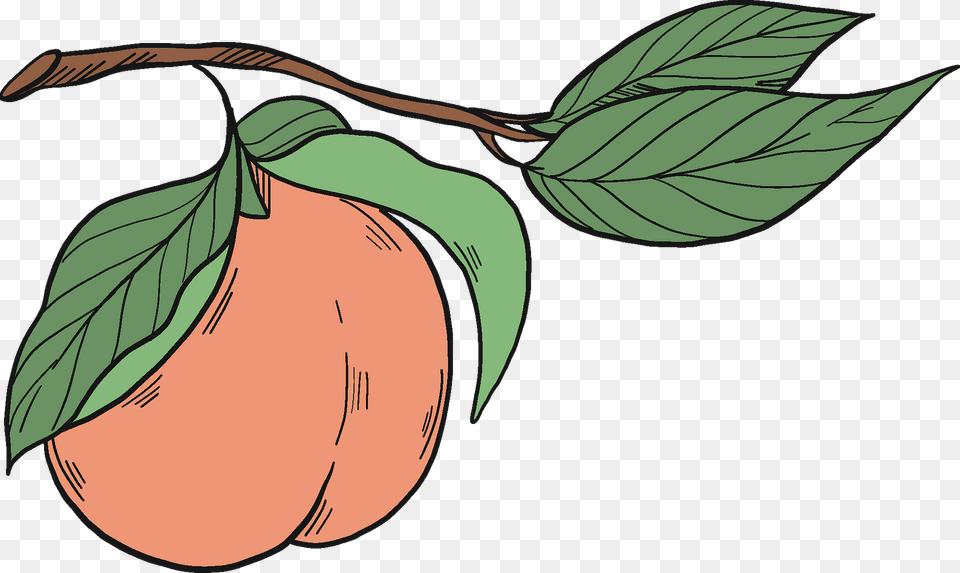 Peach On A Branch Clipart, Food, Fruit, Leaf, Produce Free Png