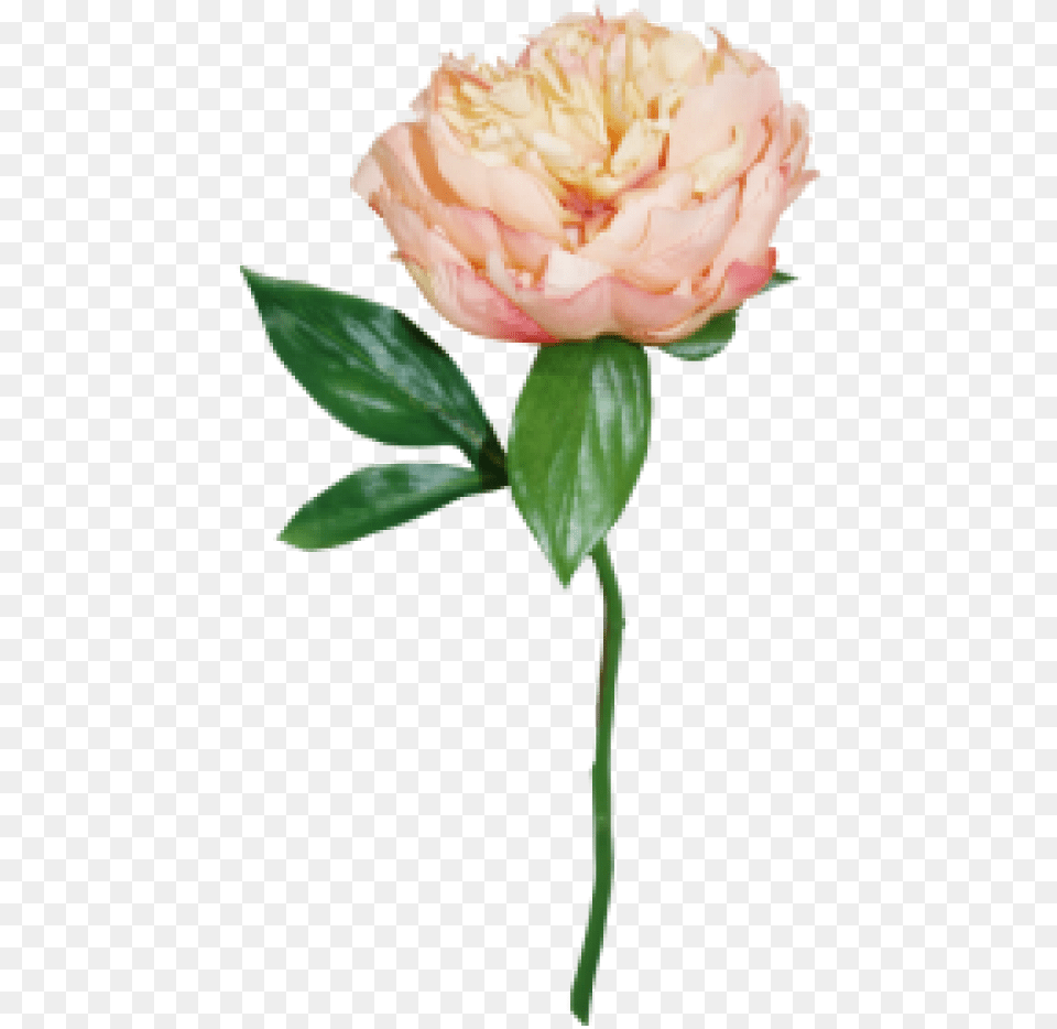Peach Peony, Flower, Plant, Rose, Carnation Free Transparent Png