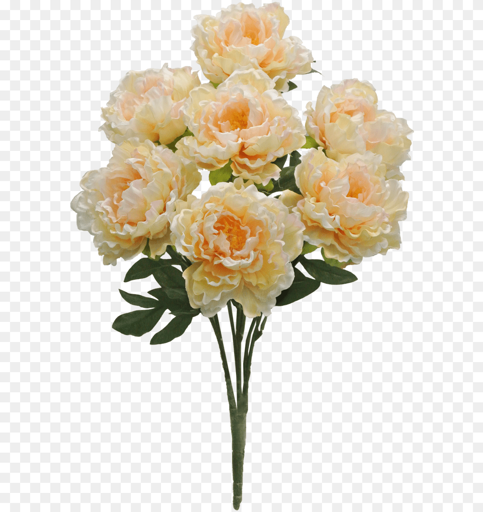 Peach Peony Bush X7 Sale Item Flower, Flower Arrangement, Flower Bouquet, Plant, Rose Png Image