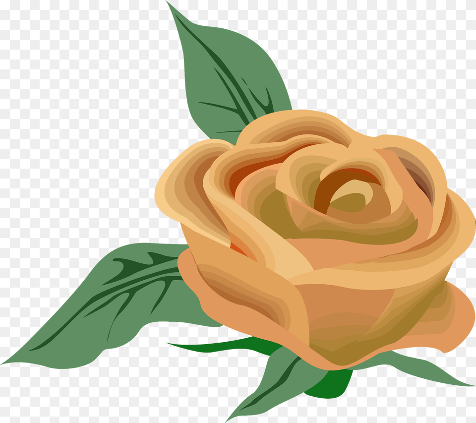 Peach Rose Clipart, Flower, Plant, Art, Graphics Png