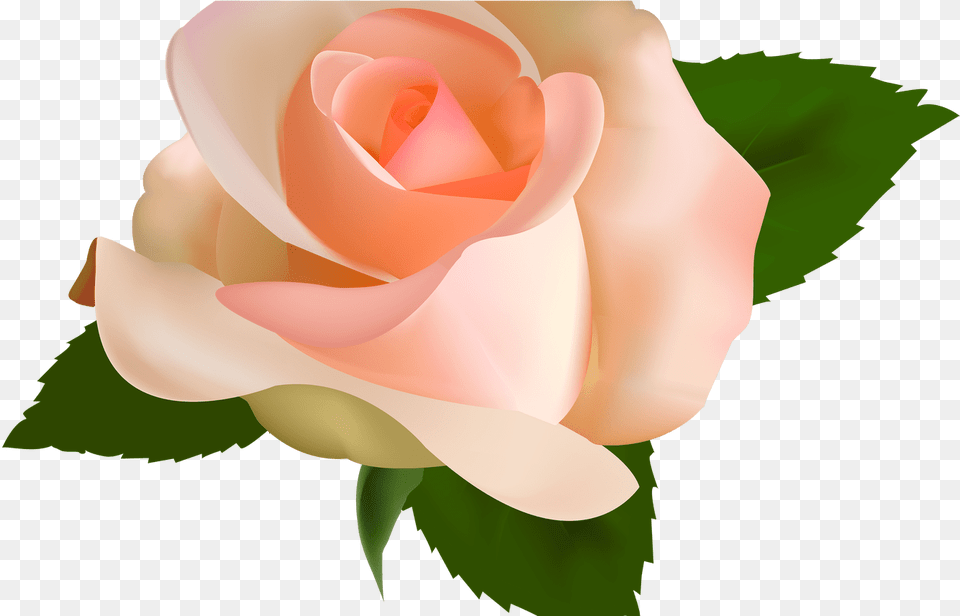 Peach Rose Clipart Image Royalty Peach Peach Rose Transparent, Flower, Plant, Petal, Baby Free Png Download