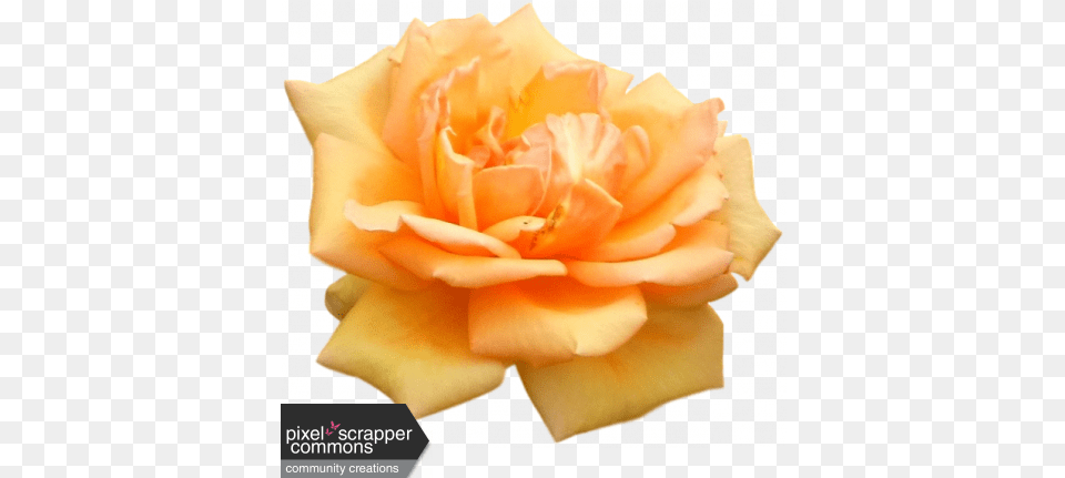 Peach Spring Rose Graphic By Nichole Kidd Pixel Scrapper Fresh, Flower, Petal, Plant Png
