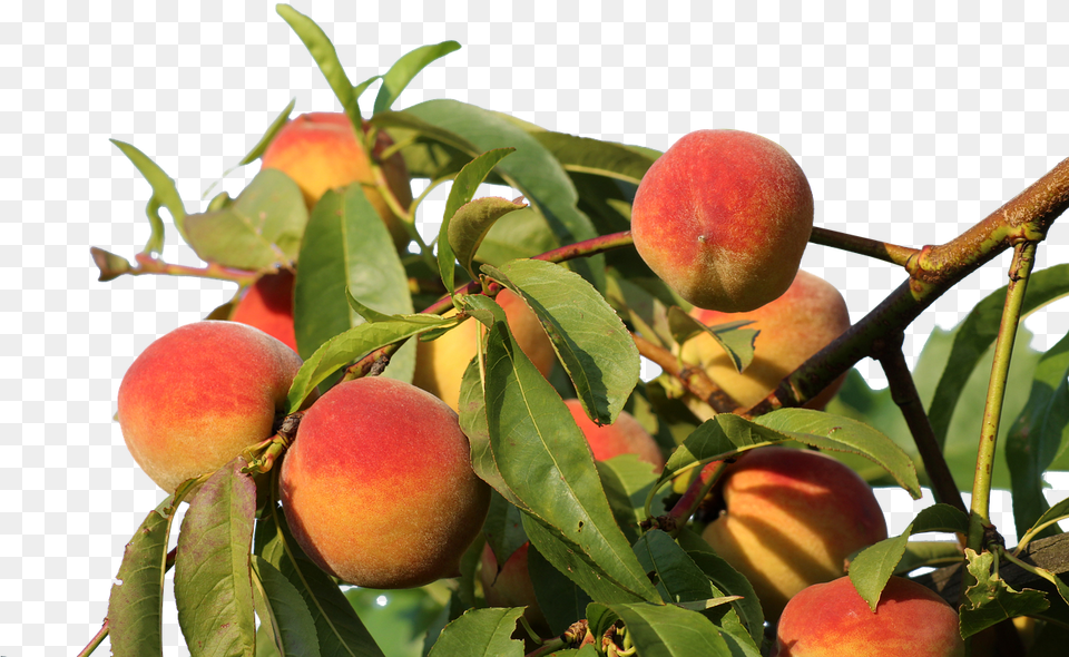 Peach Tree, Food, Fruit, Plant, Produce Png Image