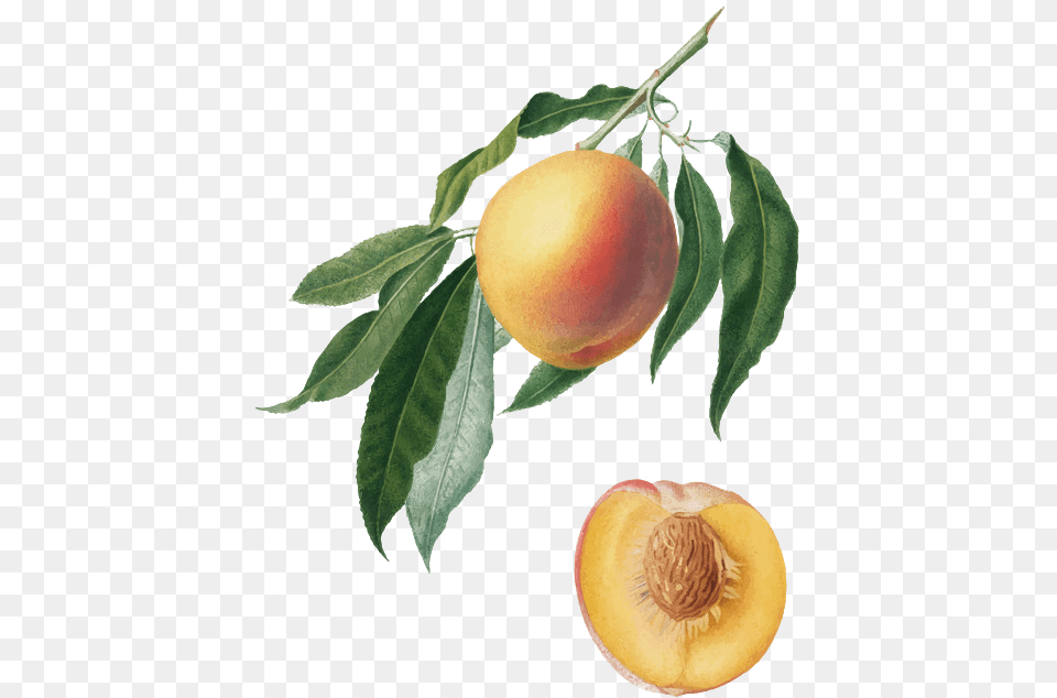 Peach Tree Branch Illustration, Food, Fruit, Plant, Produce Free Png