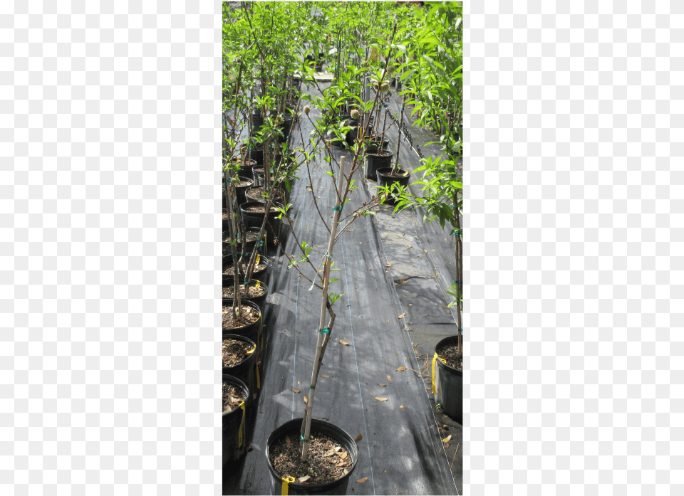 Peach Tree Canoe Birch, Plant, Potted Plant, Road, Garden Free Transparent Png
