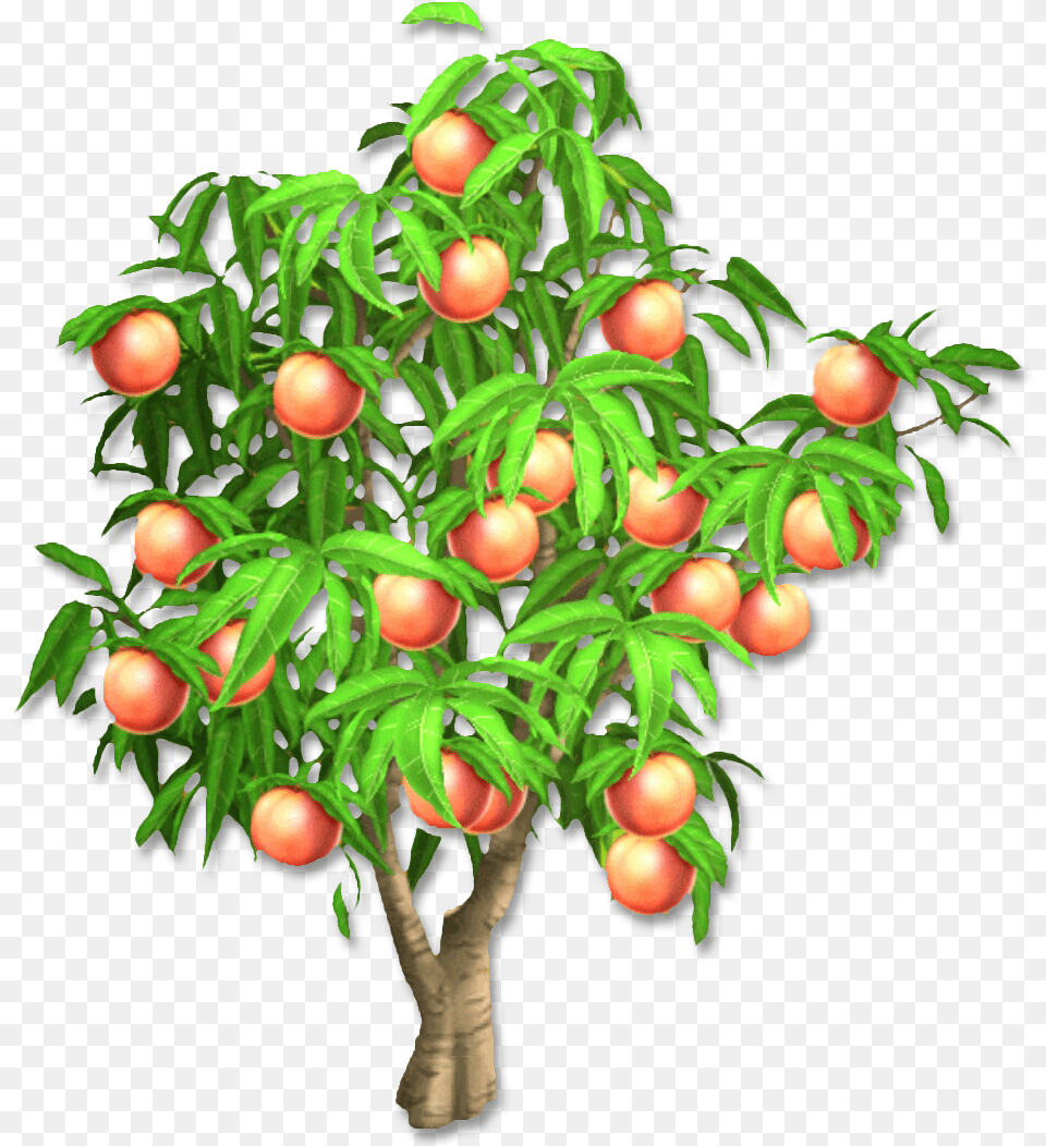 Peach Tree Comparing Lengths In Metres, Food, Fruit, Plant, Produce Free Transparent Png