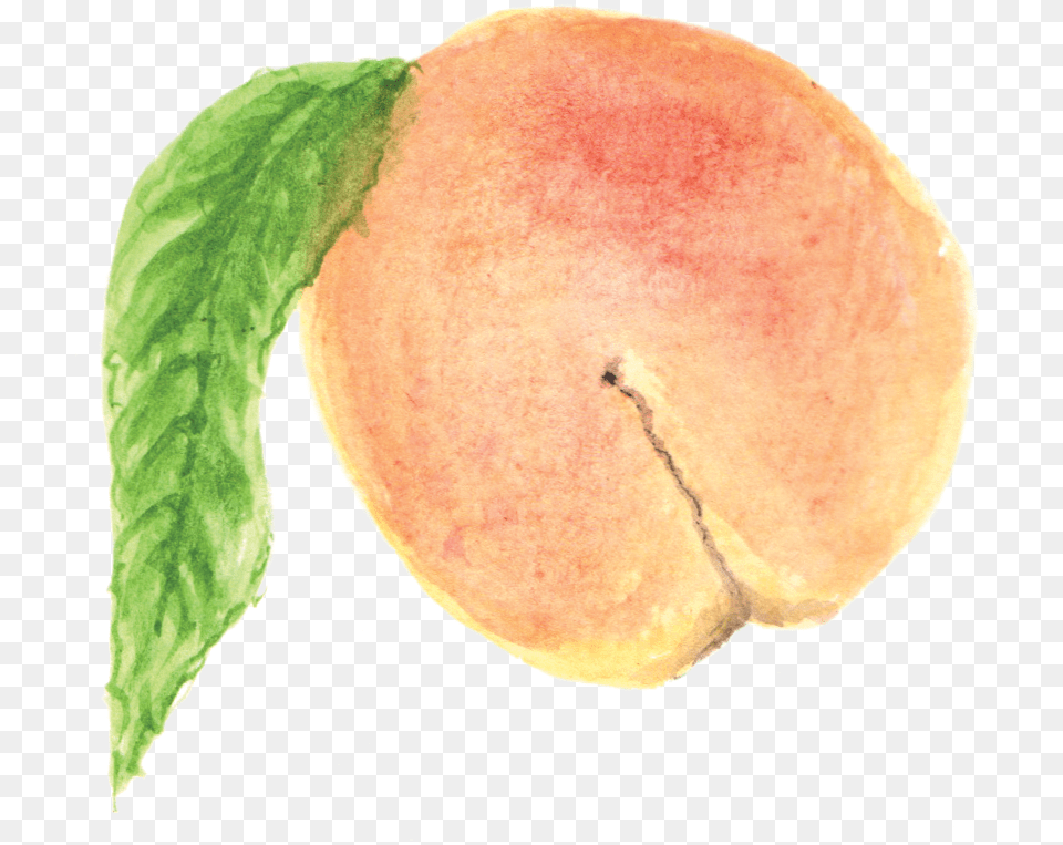 Peach Watercolor Painting, Food, Fruit, Plant, Produce Png Image