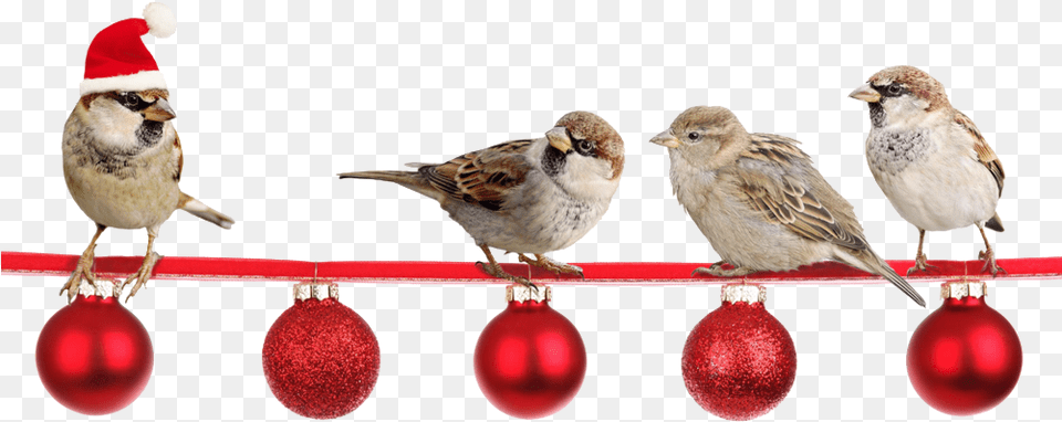 Peacham Corner Guild Annual Christmas Show Christmas Sparrows, Animal, Bird, Finch, Sparrow Free Png