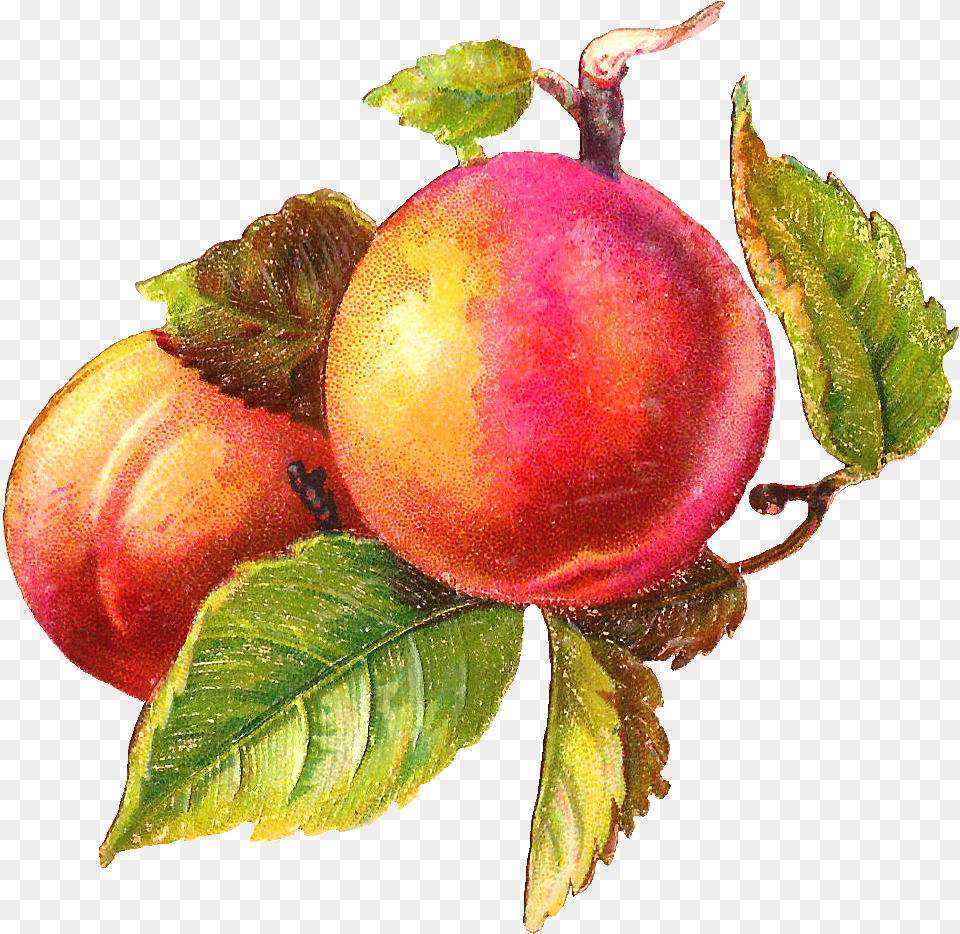 Peaches Art, Food, Fruit, Plant, Produce Free Transparent Png