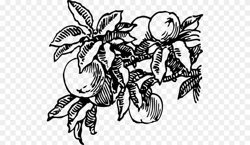 Peaches Clip Art, Fruit, Food, Produce, Plant Png Image