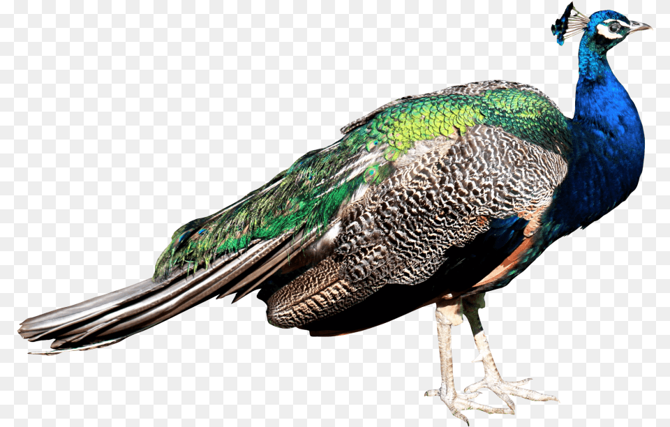 Peacock, Animal, Bird Free Transparent Png