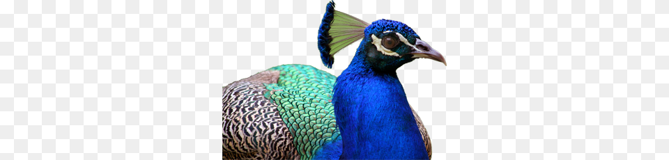 Peacock, Animal, Bird Free Png