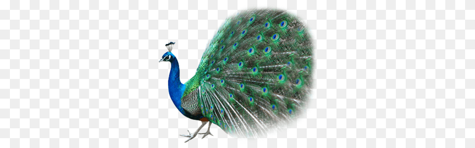 Peacock, Animal, Bird Free Transparent Png