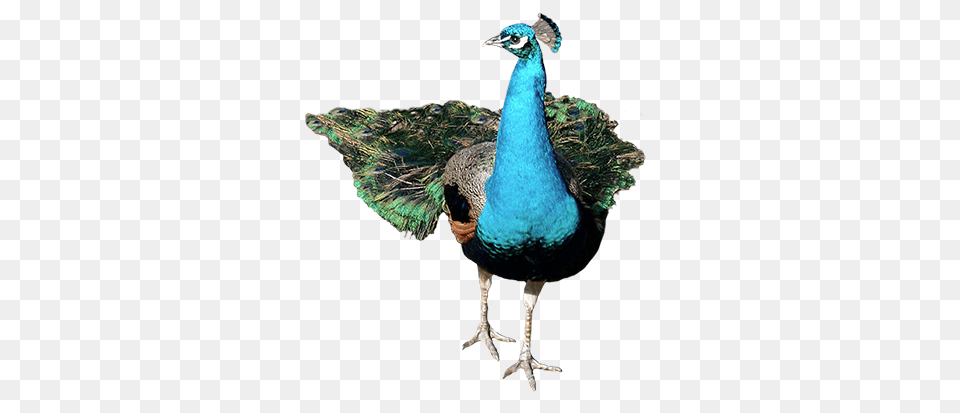 Peacock, Animal, Bird Free Png