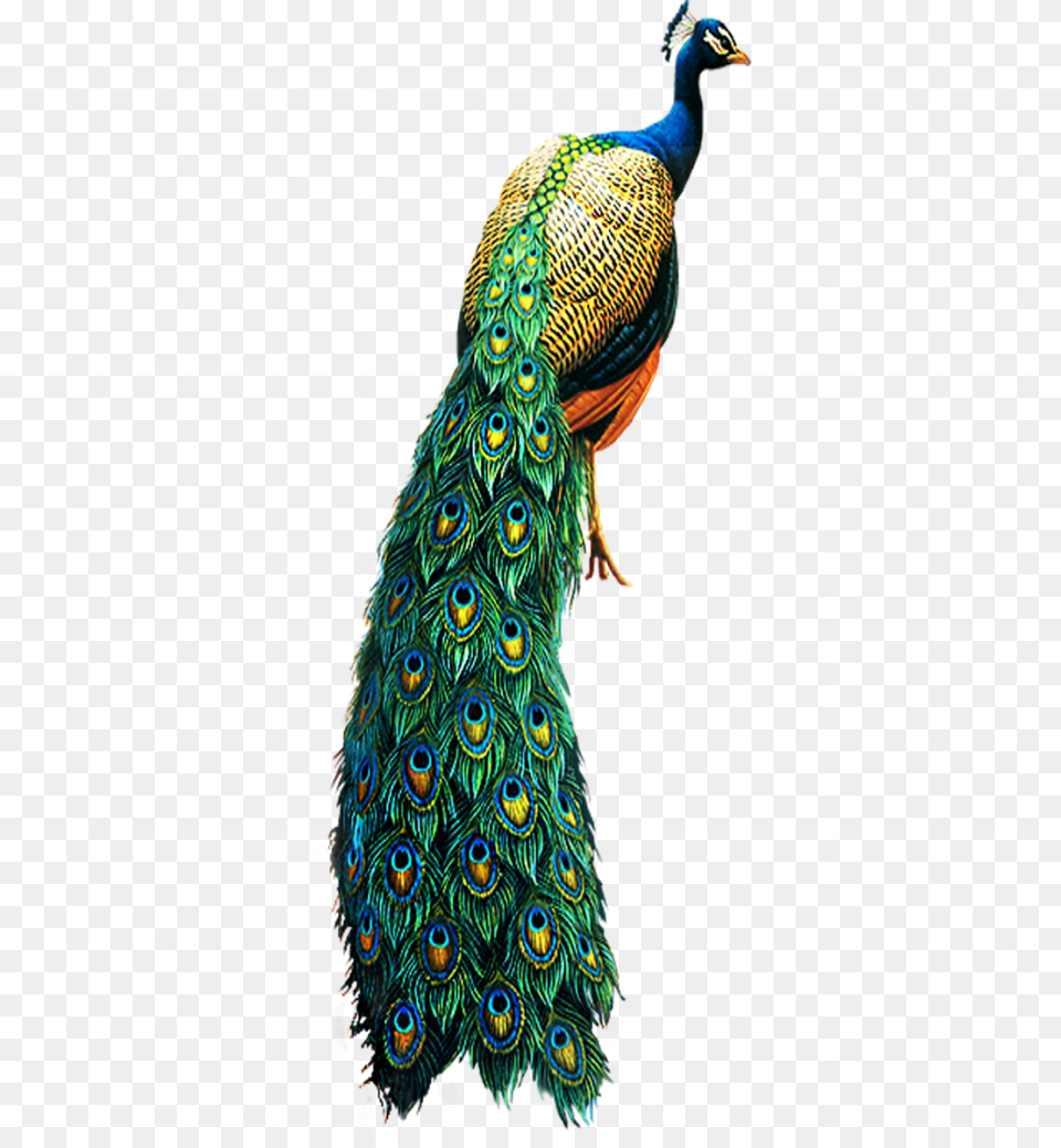 Peacock, Animal, Bird Png Image