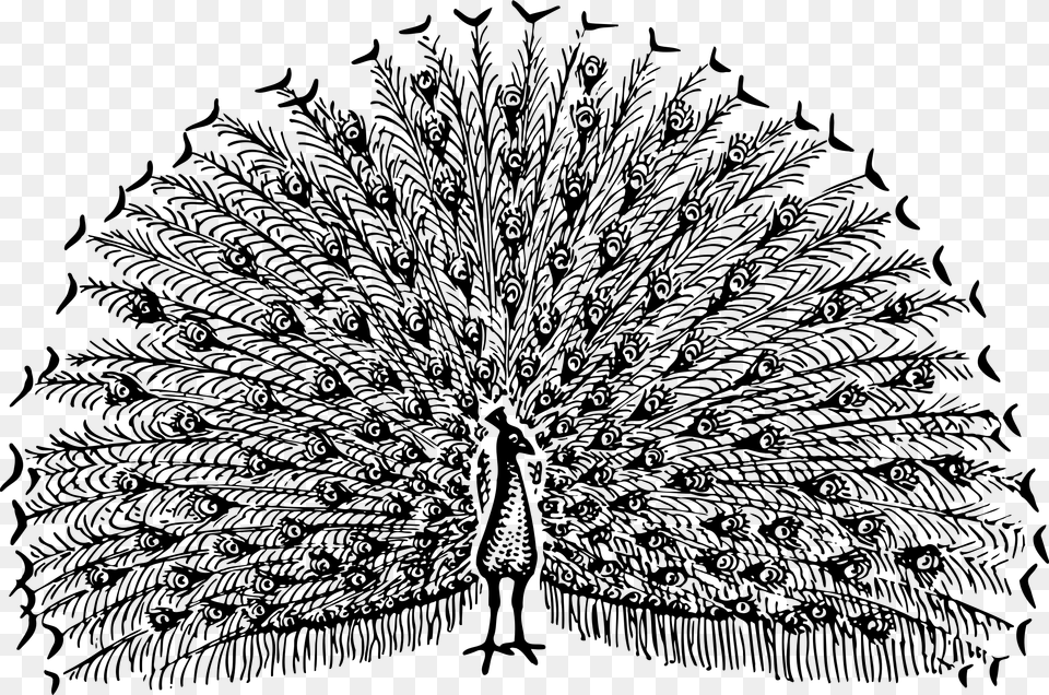Peacock 2 Clip Arts Free Black And White Peacock Clipart, Gray Png Image